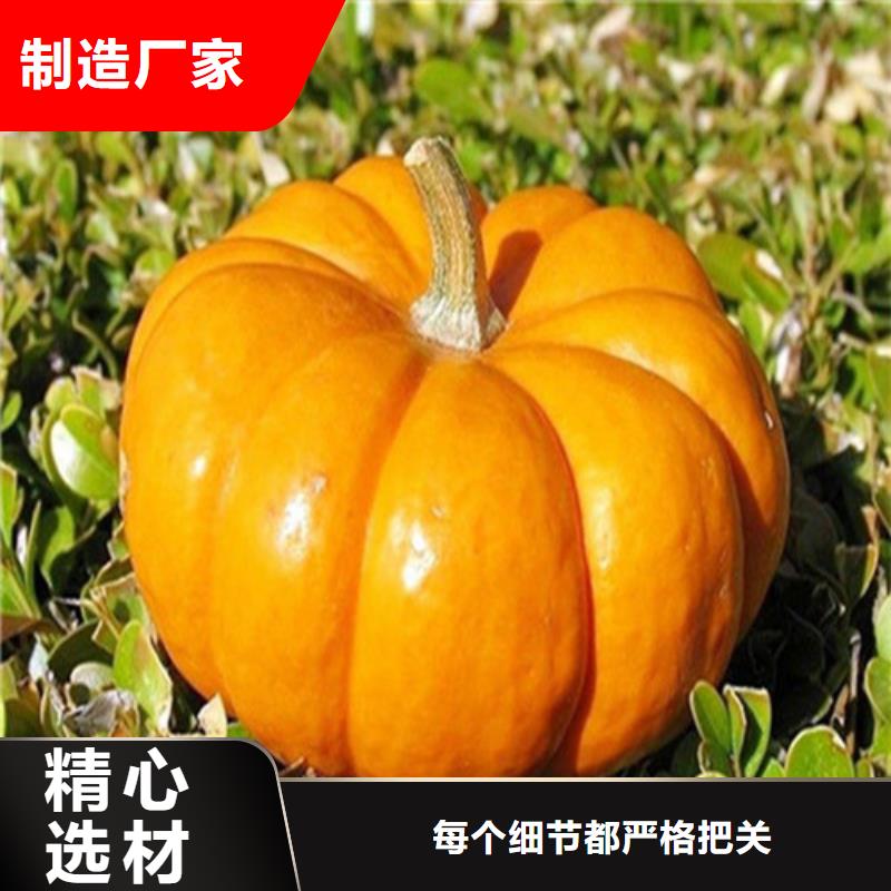 南瓜丁生产销售