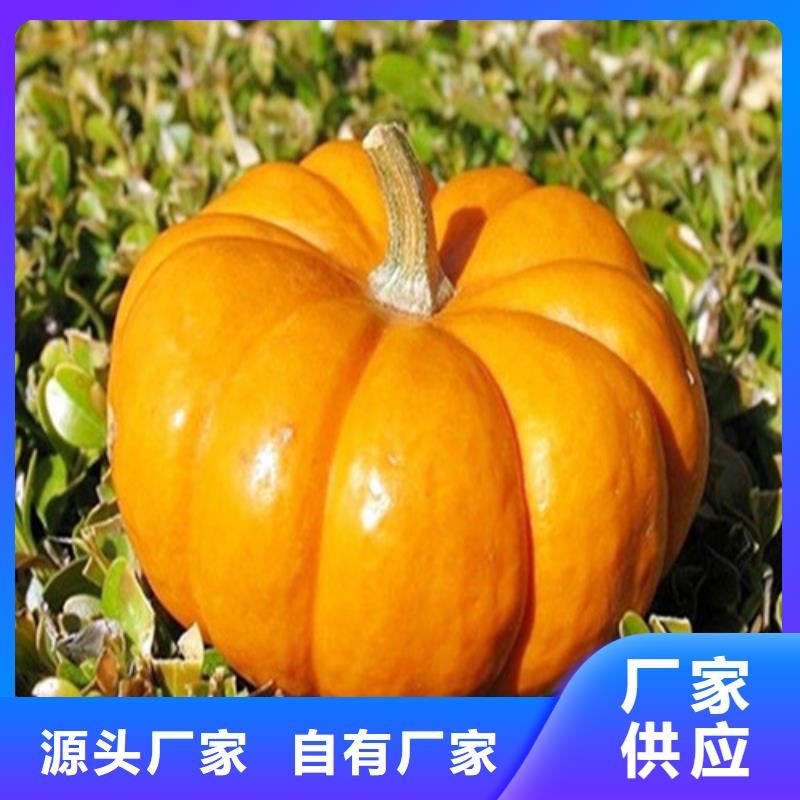 南瓜丁、南瓜丁厂家直销-本地企业