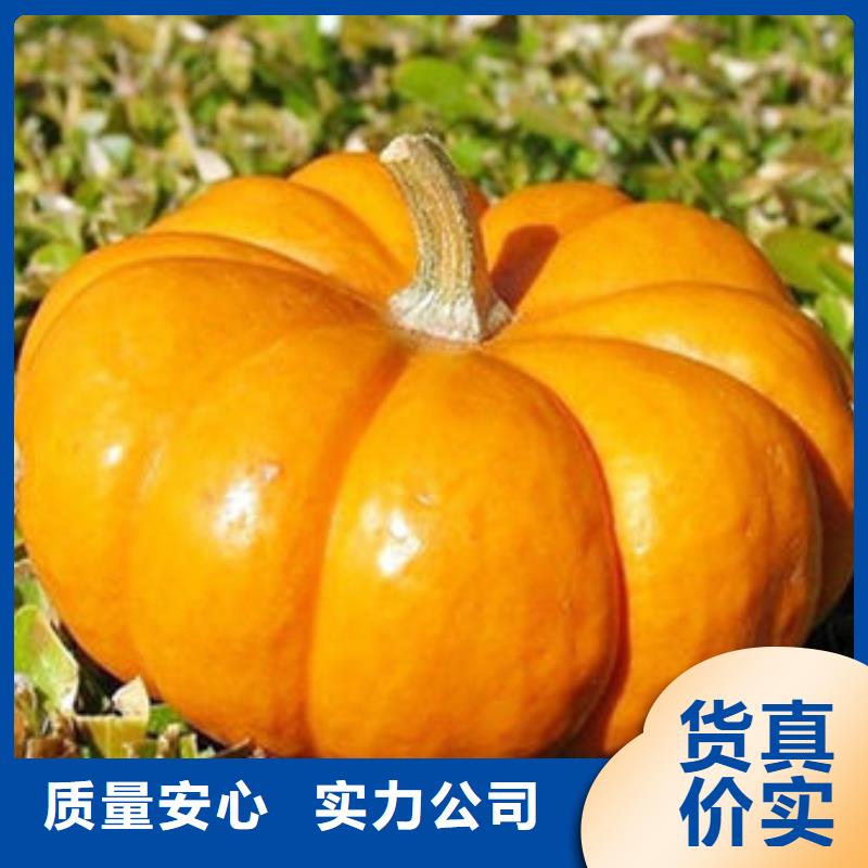 南瓜丁-实体厂家质量放心