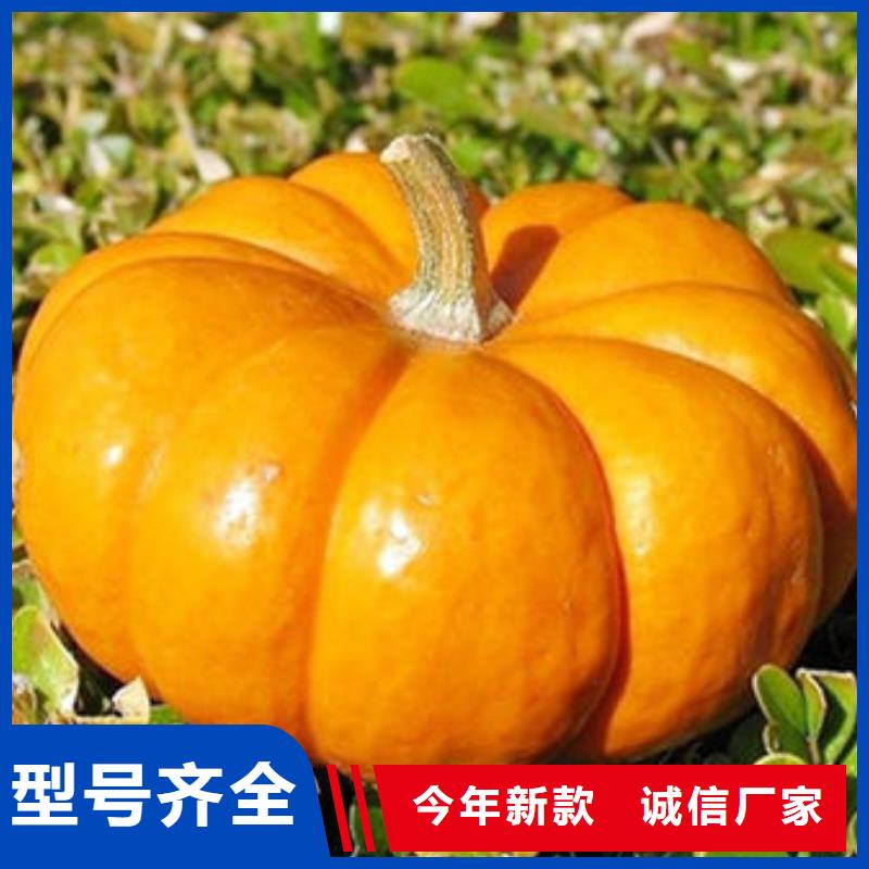 南瓜丁厂家批发价-让您满意