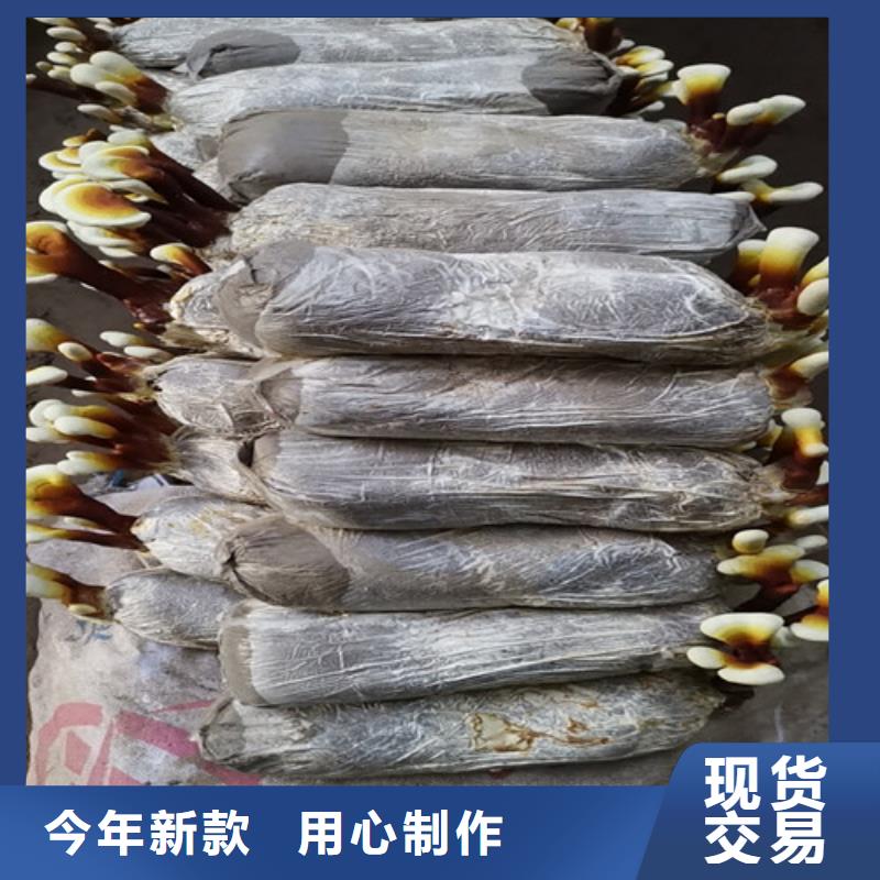 灵芝孢子粉销售地址