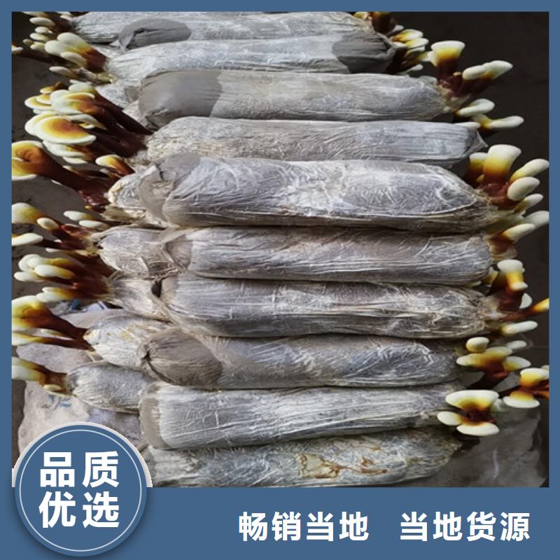 灵芝孢子粉批发-欢迎询价