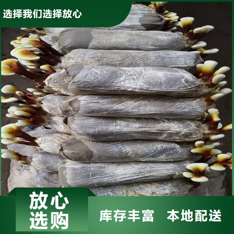 灵芝孢子粉报价资讯