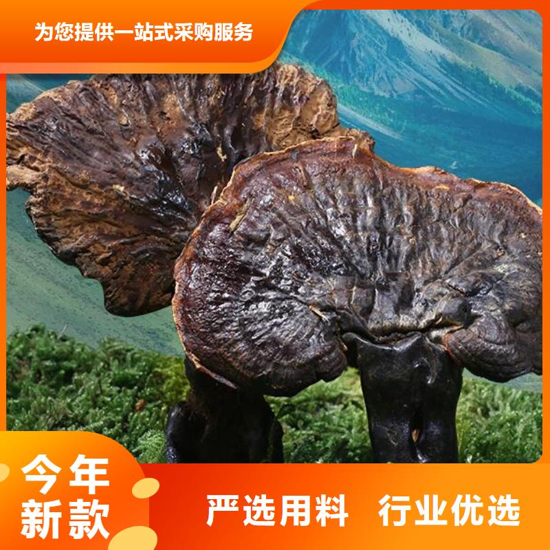 甄选：灵芝孢子粉生产厂家