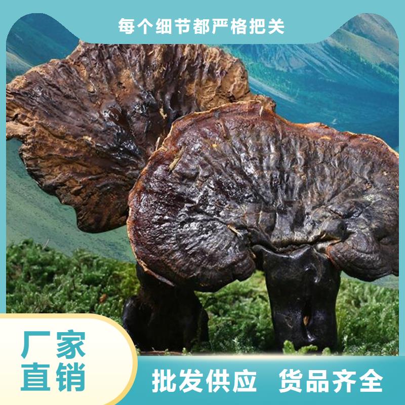 灵芝孢子粉定制-不另行收费