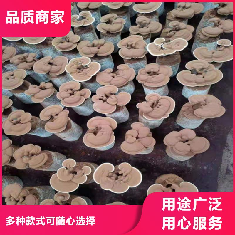 靠谱的灵芝孢子粉经销商