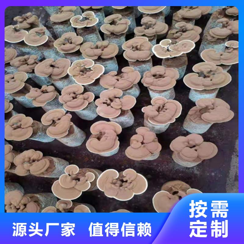 货源充足的灵芝孢子粉实力厂家