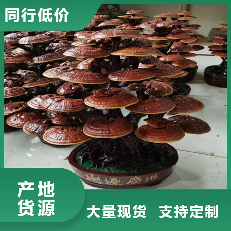 灵芝孢子粉值得信赖-厂家