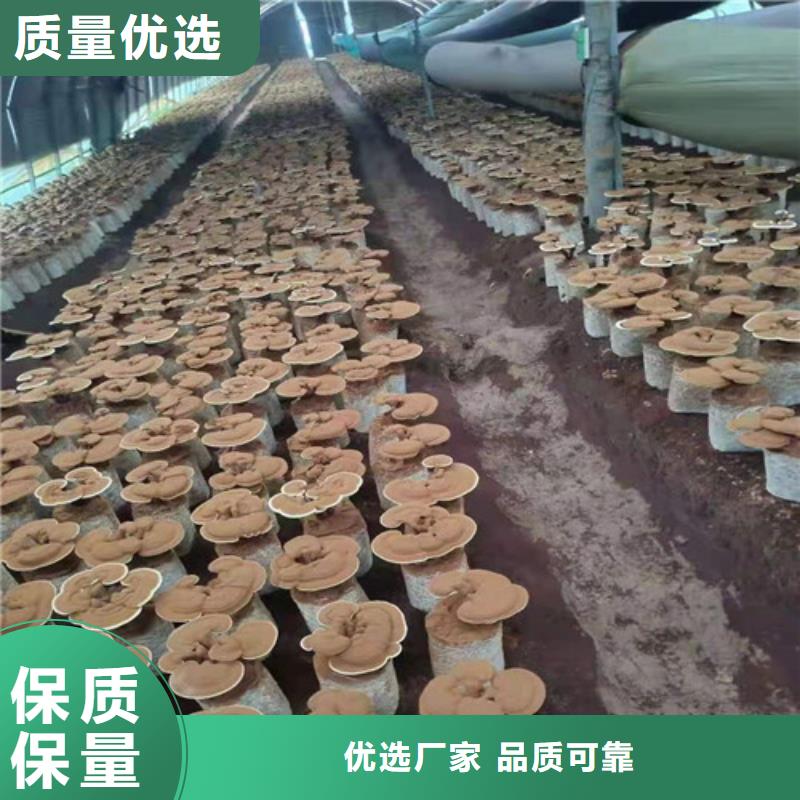 2025欢迎访问##灵芝孢子粉厂家##可定制