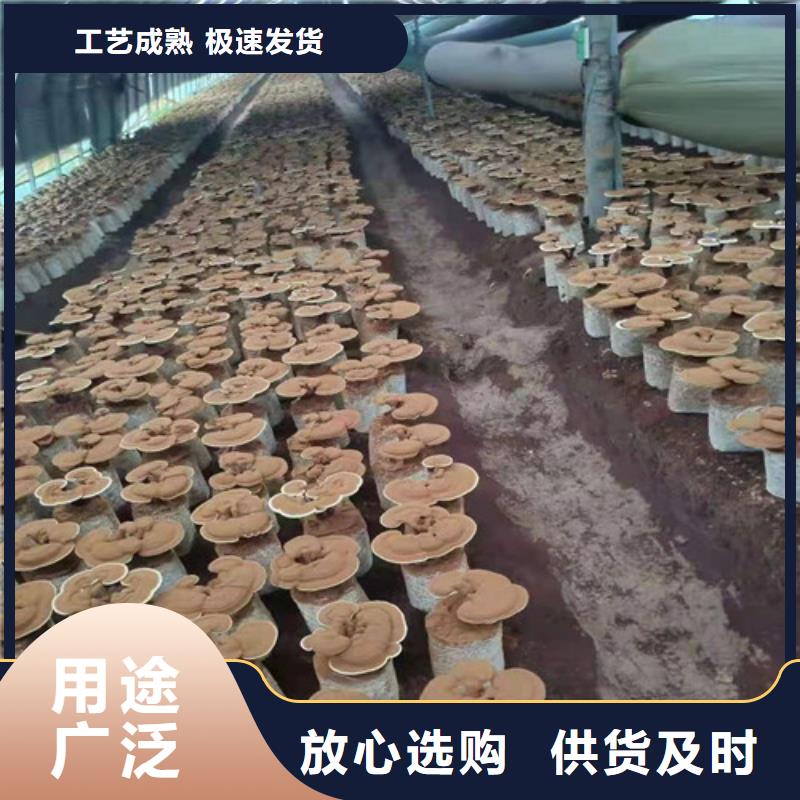 灵芝孢子粉可靠优惠