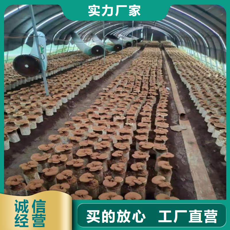 靠谱的灵芝孢子粉经销商