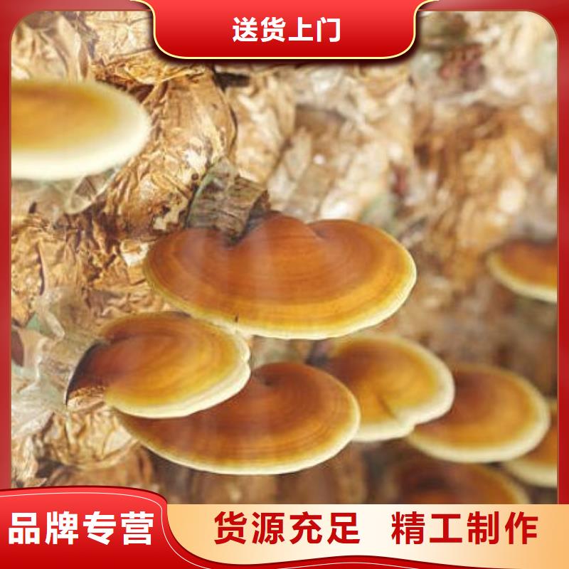 热销：灵芝孢子粉厂家