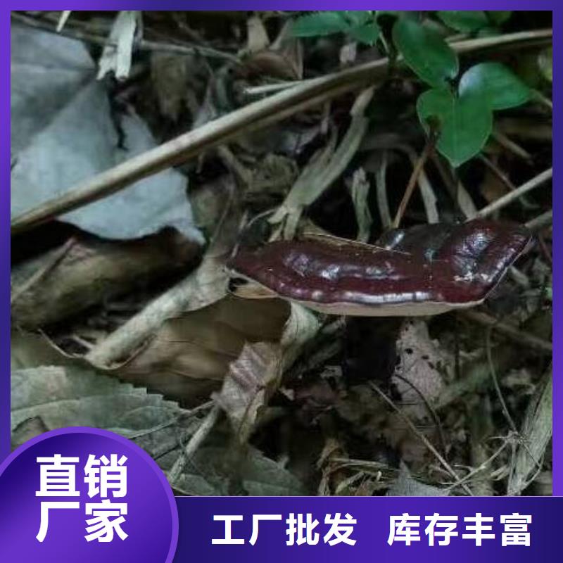 灵芝孢子粉收费标准