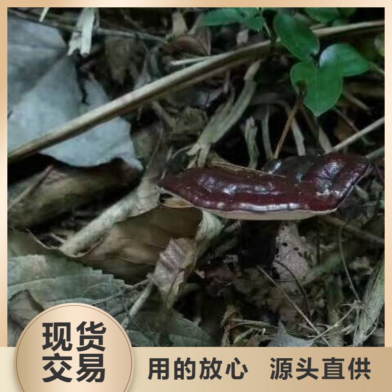 灵芝孢子粉-灵芝孢子粉热销