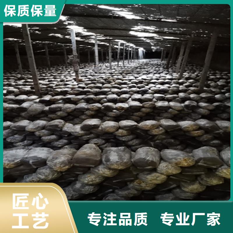 灵芝孢子粉品质有保障