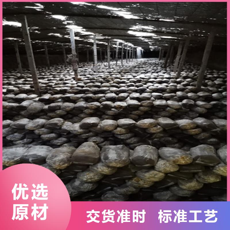 灵芝孢子粉销售地址