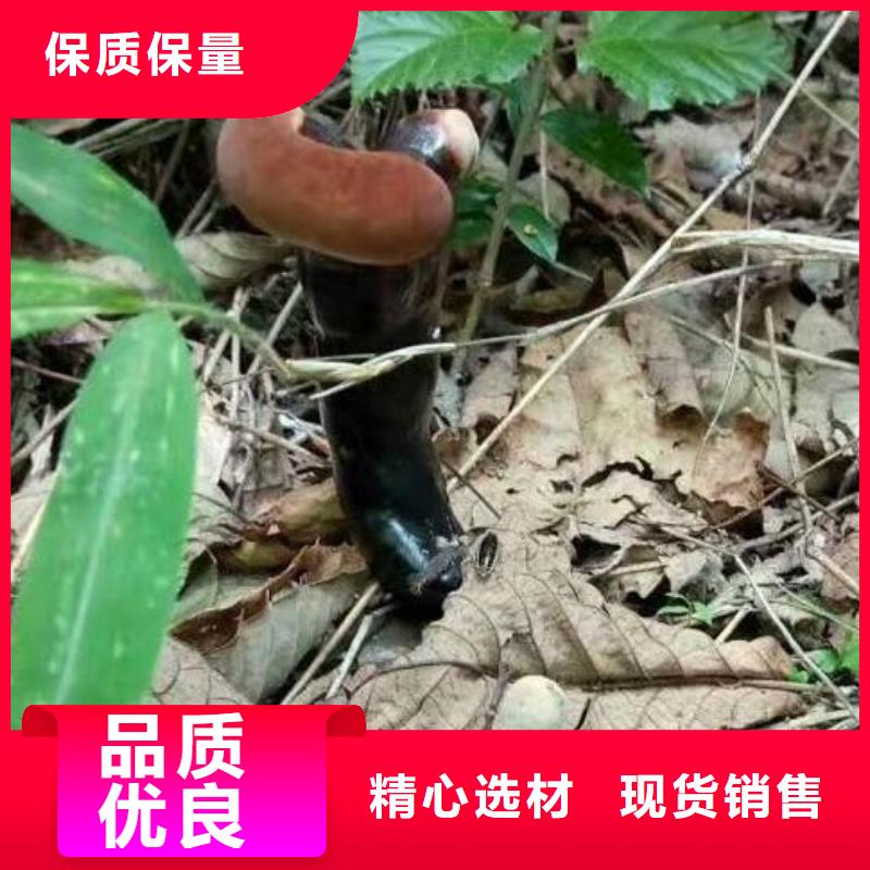 灵芝孢子粉-灵芝孢子粉热销厂家拥有先进的设备
