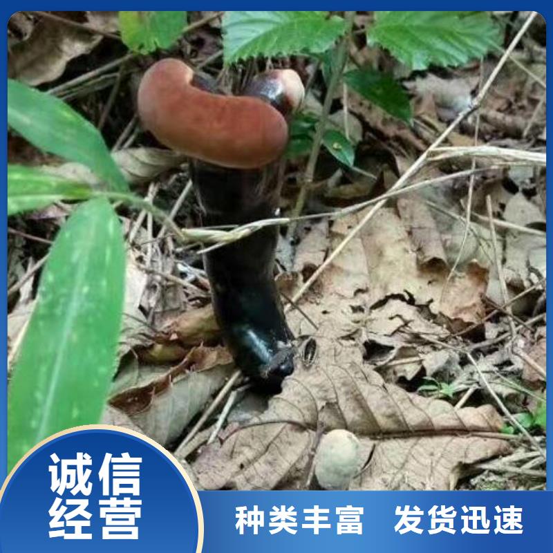 灵芝孢子粉货源稳定