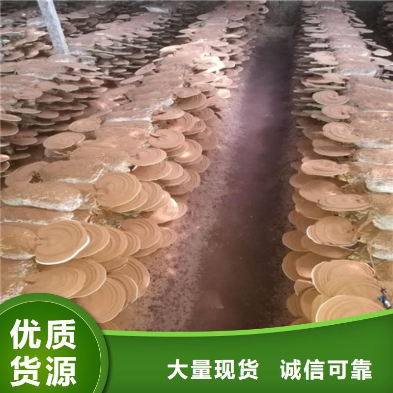 灵芝孢子粉行情报价
