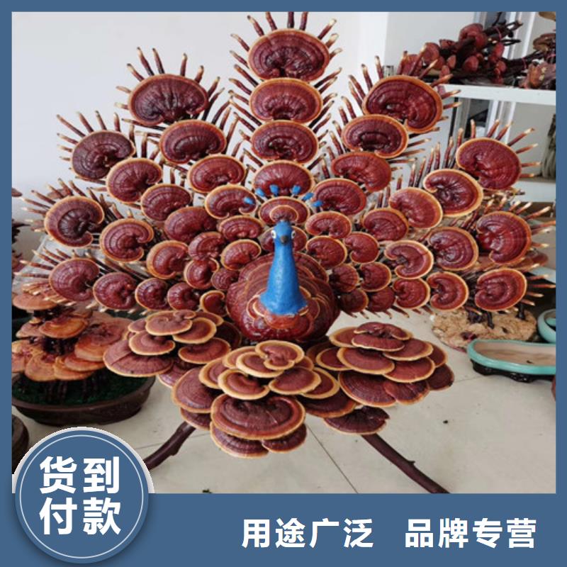 灵芝孢子粉大型生产厂家