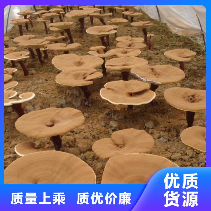 灵芝孢子粉服务贴心