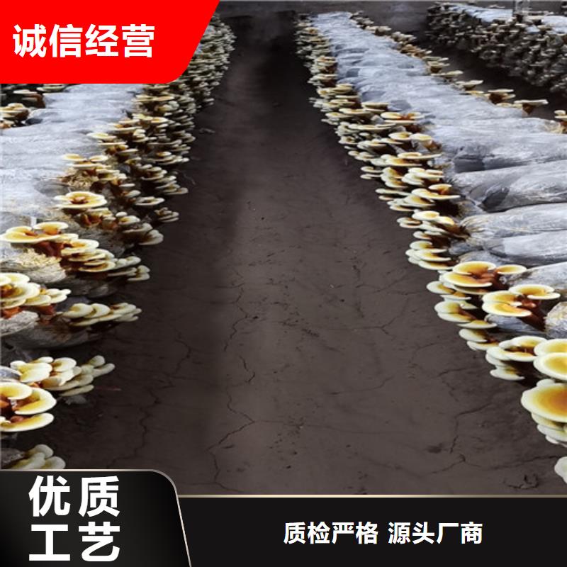 采购灵芝孢子粉必看-高性价比