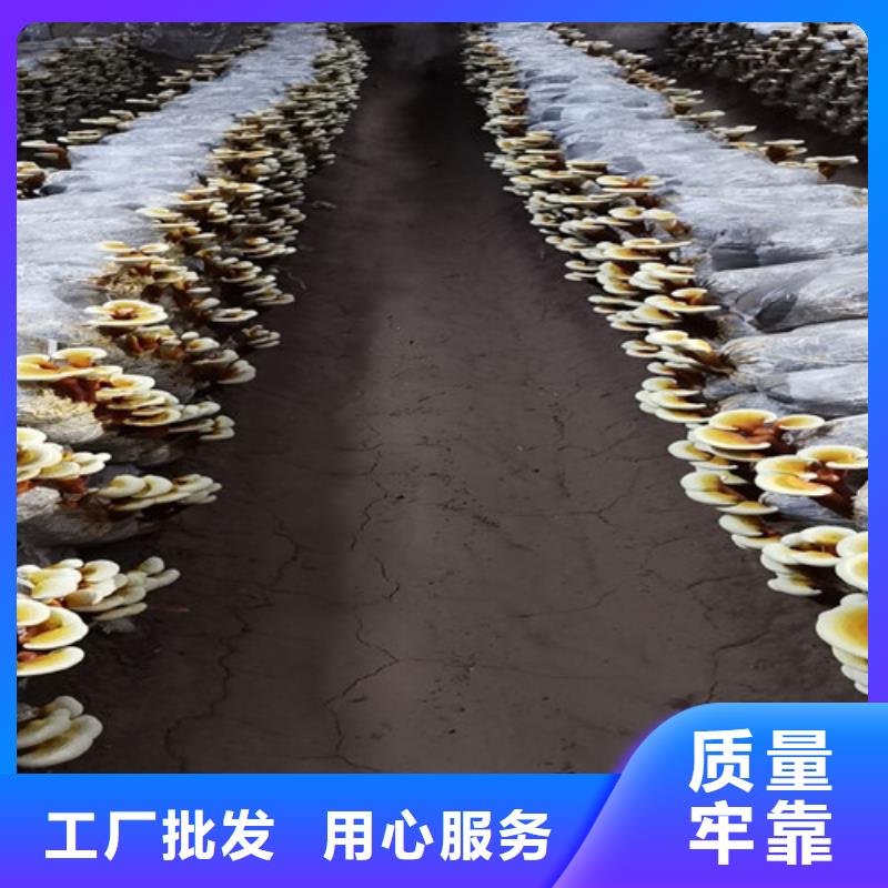 卖灵芝孢子粉的实力厂家