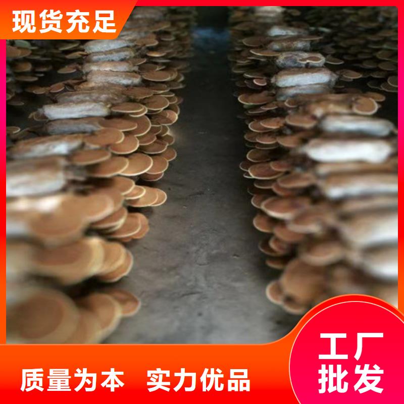 灵芝孢子粉一站式厂家