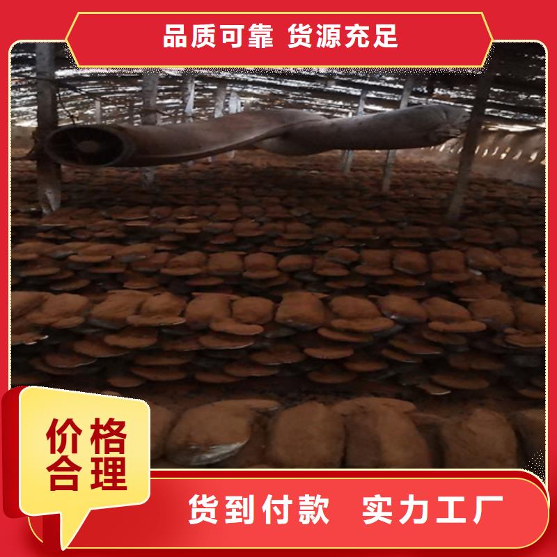 灵芝孢子粉厂家供货