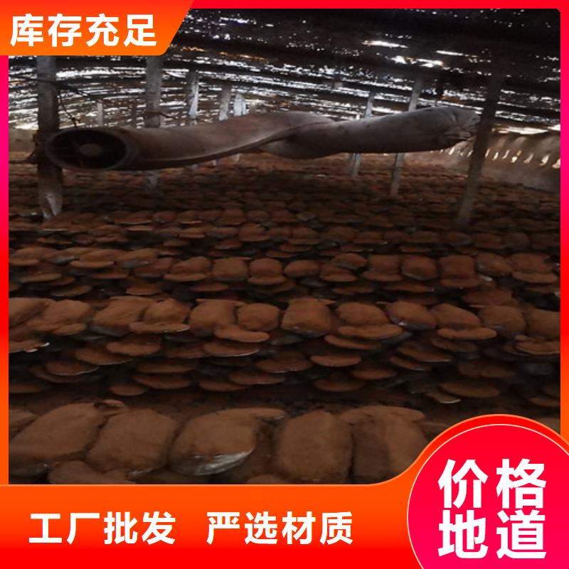 灵芝孢子粉成功案例
