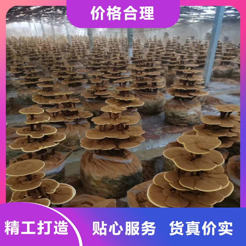 优质灵芝孢子粉-灵芝孢子粉厂家同城制造商