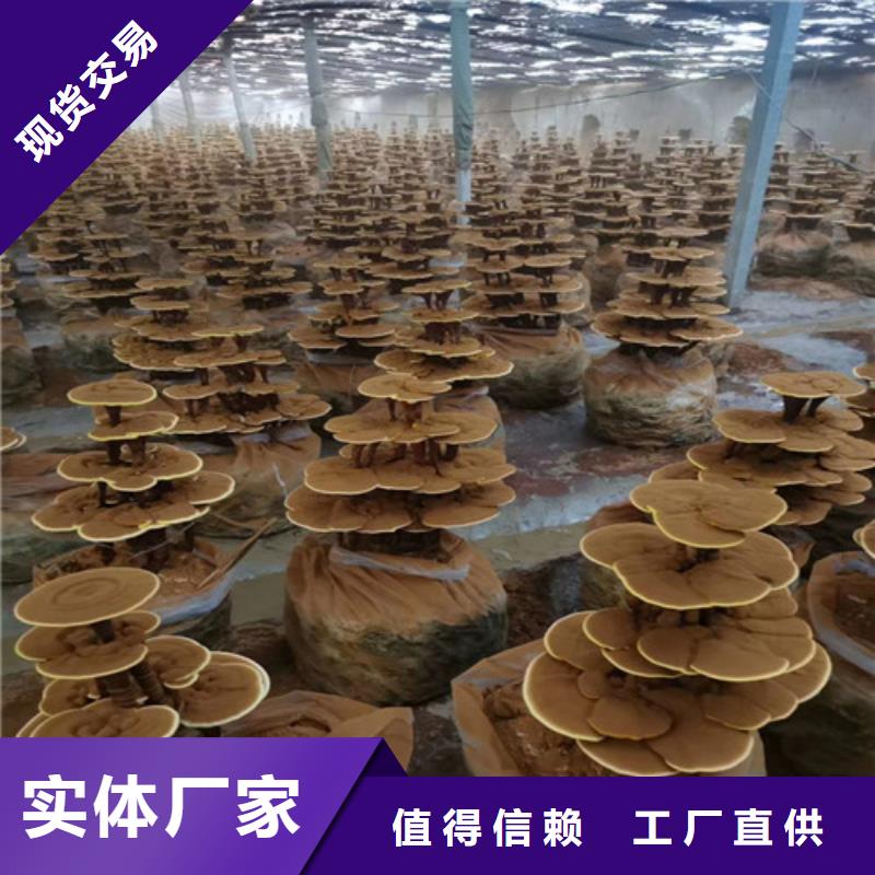 灵芝孢子粉企业-价格合理同城经销商