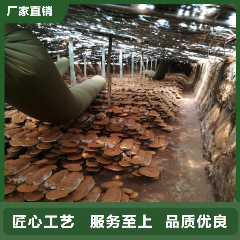 灵芝孢子粉供应商 灵芝孢子粉厂家