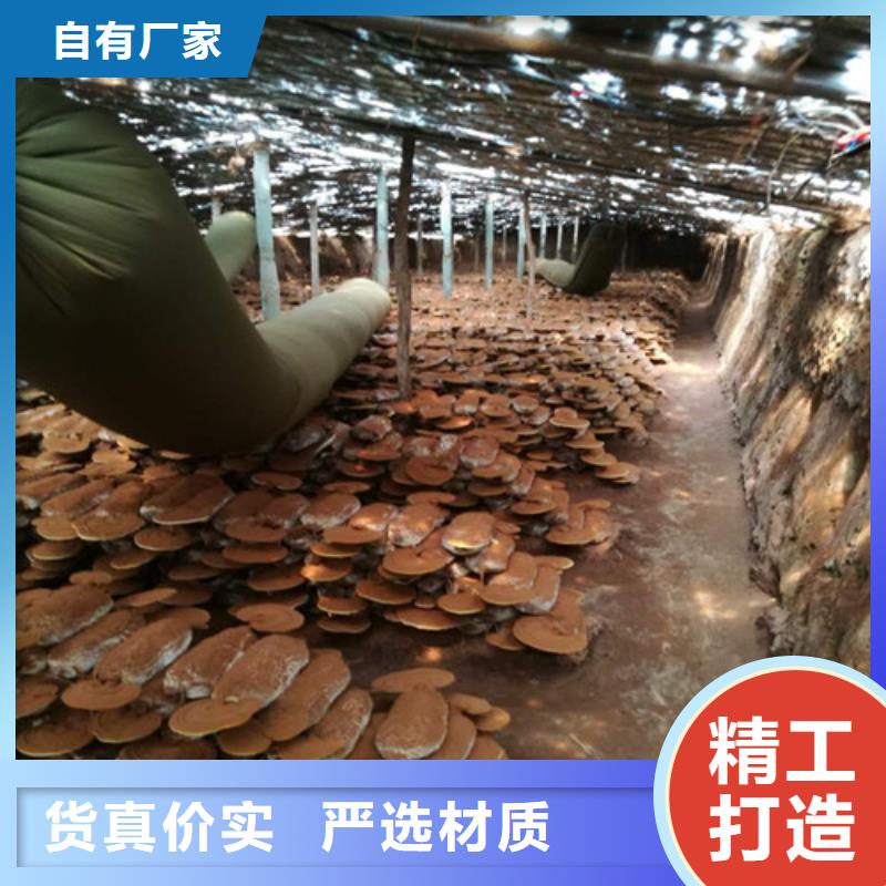 灵芝孢子粉品质有保障定制不额外收费