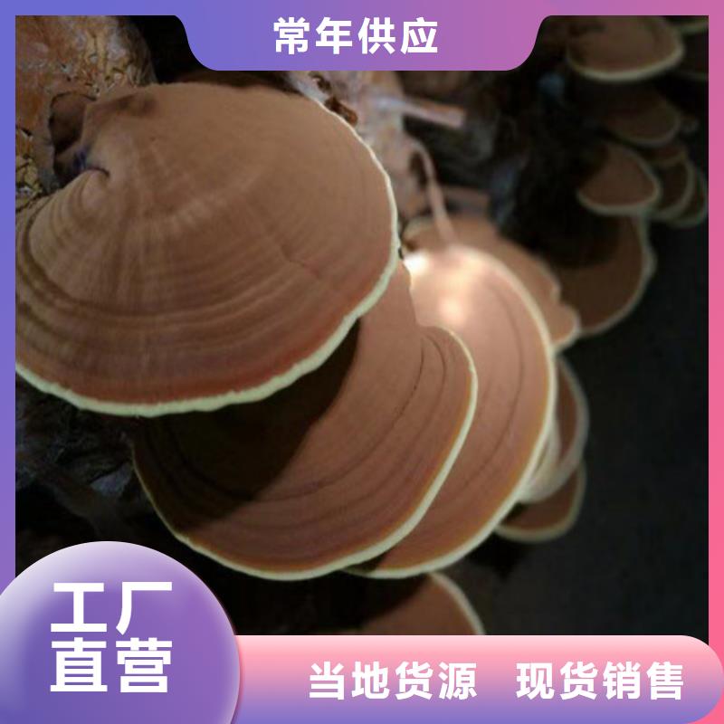 生产销售#灵芝孢子粉#的厂家