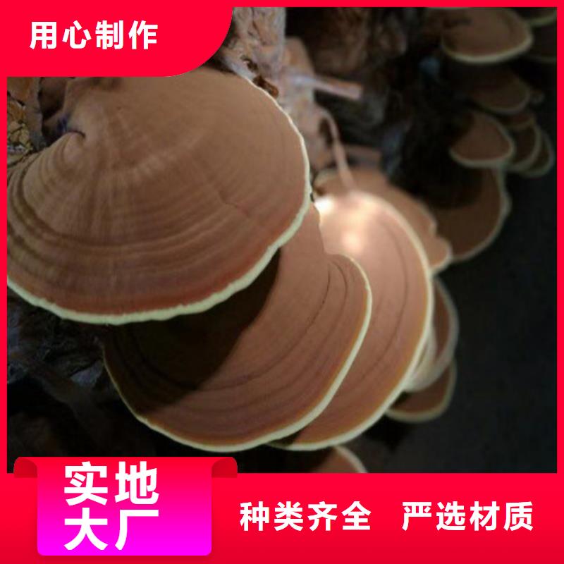 质量优的灵芝孢子粉厂家