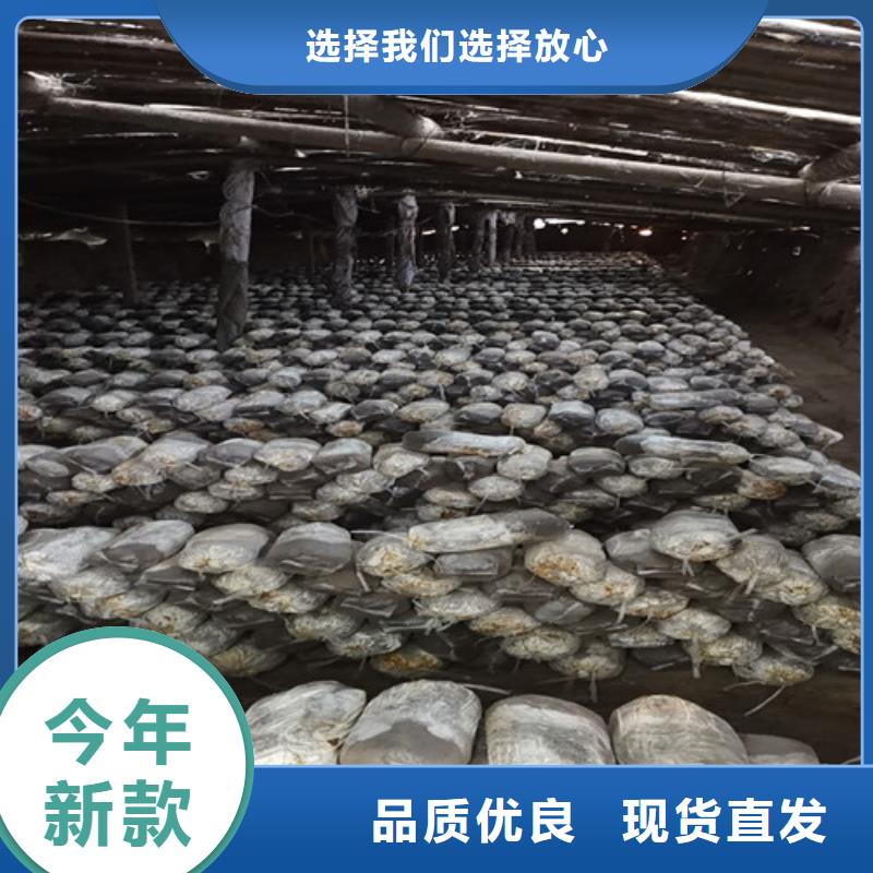 灵芝孢子粉制造厂家