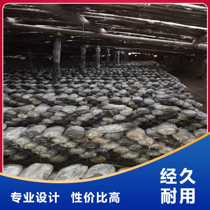 灵芝孢子粉厂家_咨询优惠