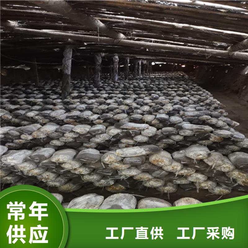 灵芝孢子粉-大量现货