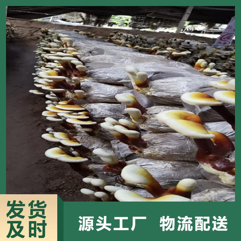 灵芝孢子粉-品质保障