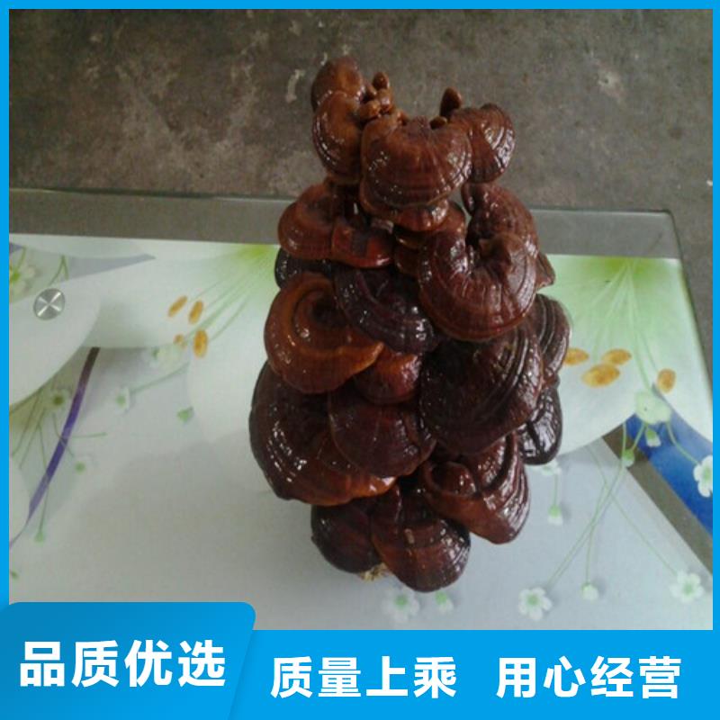 灵芝孢子粉可靠优惠
