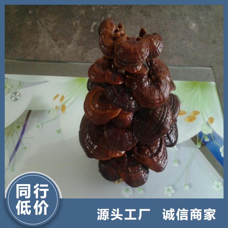 定做灵芝孢子粉