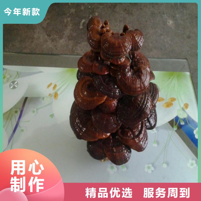 灵芝孢子粉质量合格