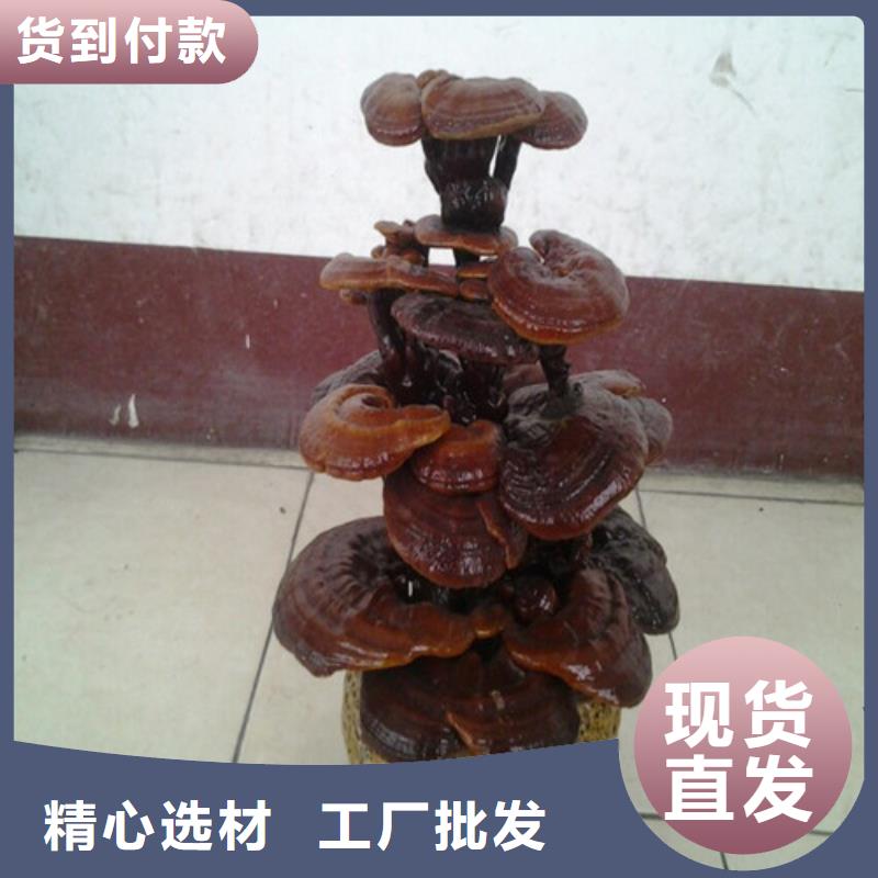 质量优的灵芝孢子粉厂家