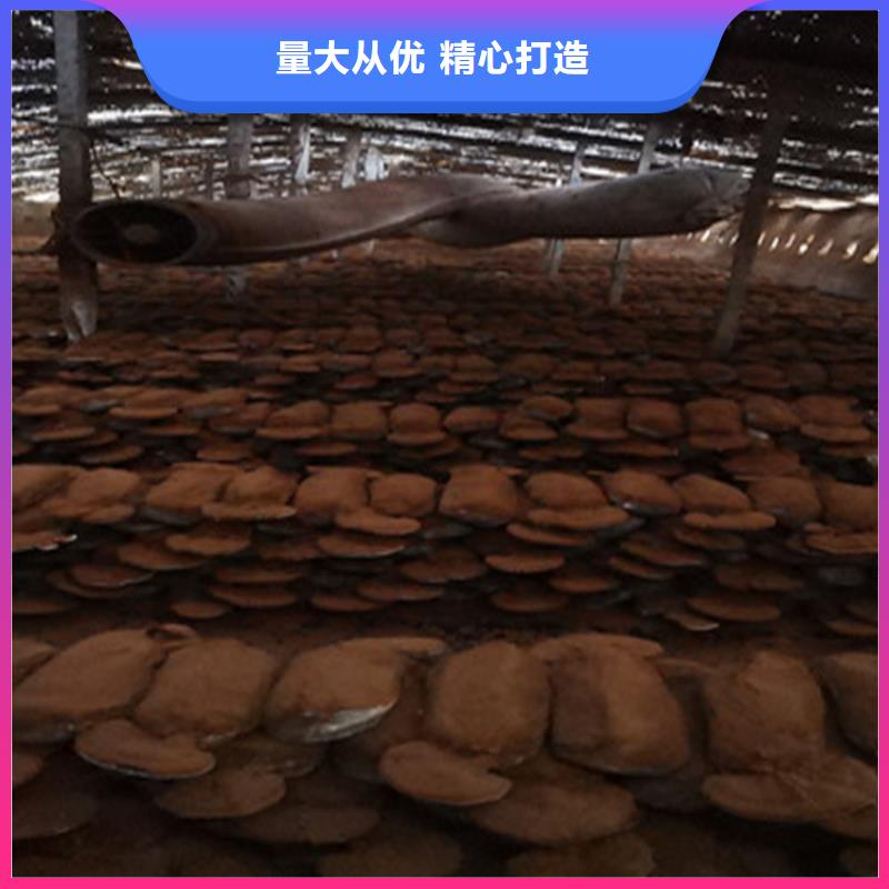 灵芝孢子粉质量可靠同城供应商