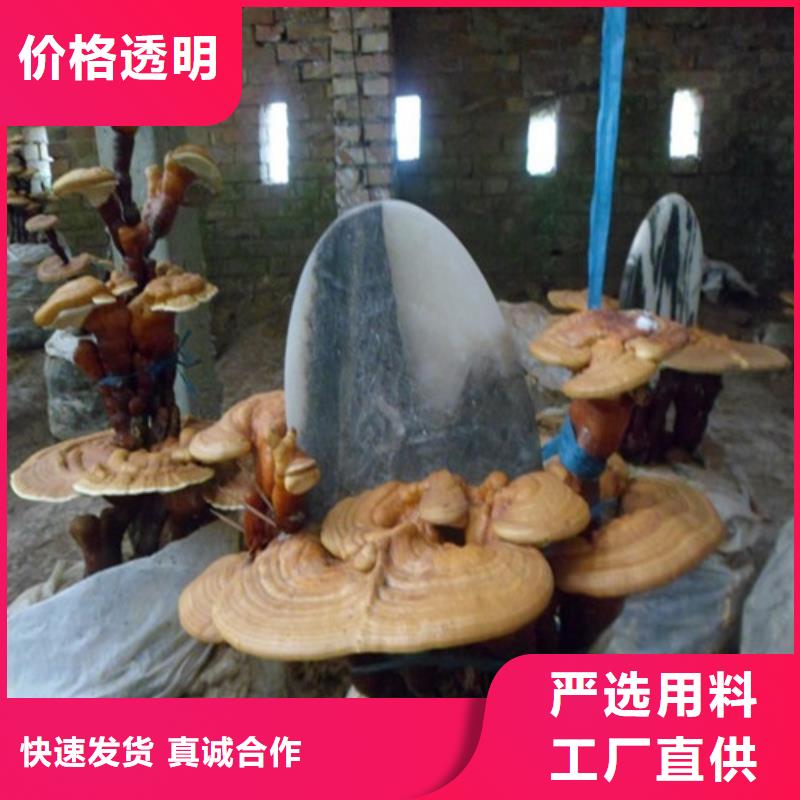 灵芝孢子粉有优惠