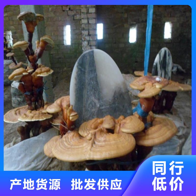 灵芝孢子粉供不应求