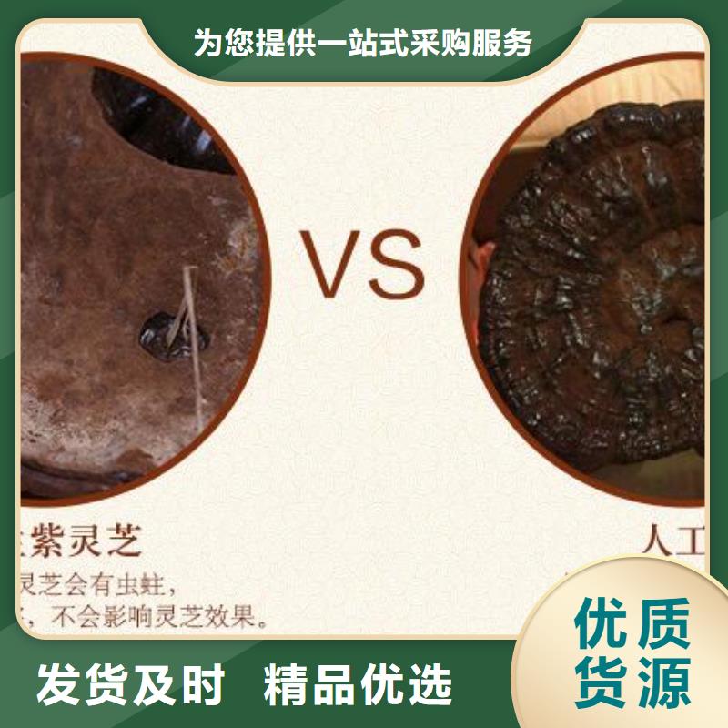 灵芝孢子粉-品质保障