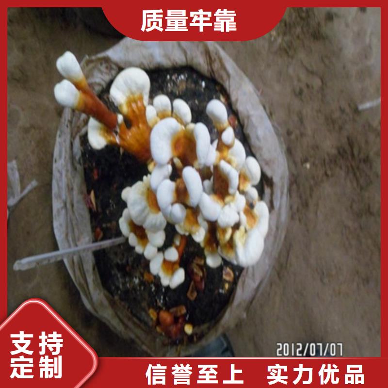 灵芝孢子粉生产商_云海灵芝种植专业合作社
