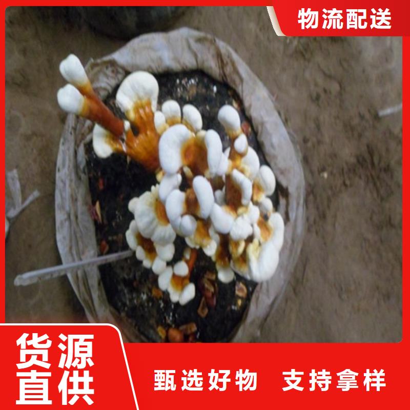 灵芝孢子粉-灵芝孢子粉放心之选